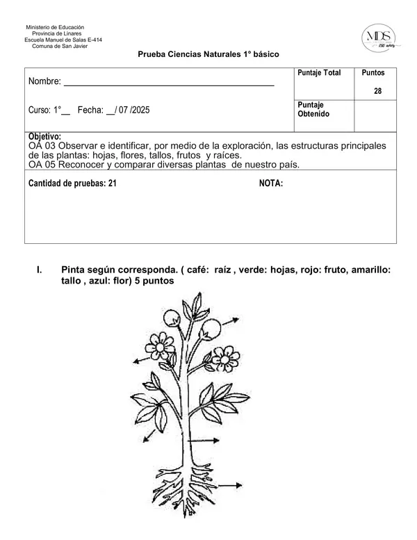 Prueba ciencias 1° básico " Las plantas"
