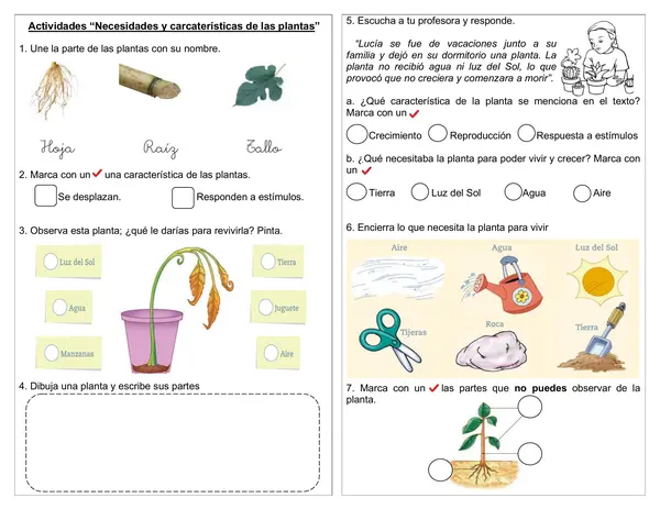 Actividades características y necesidades de las plantas 1° básico