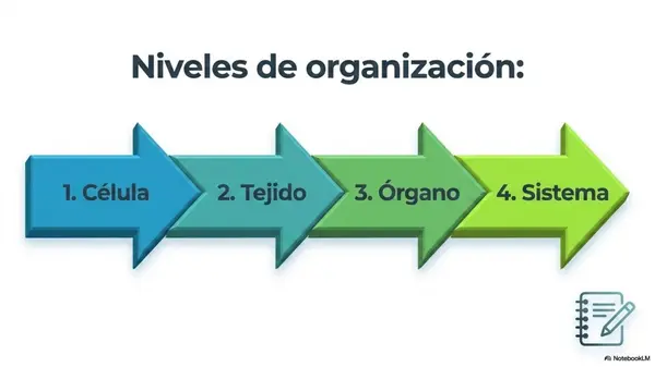 Niveles de Organización del Organismo | PPT Ciencias 5° Básico