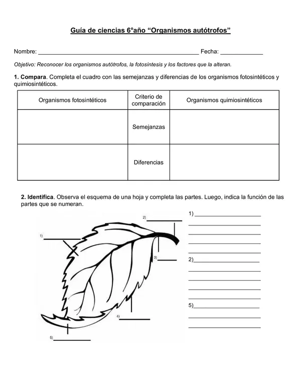 Guía de ciencias 6° año "Organismos autótrofos, fotosíntesis"