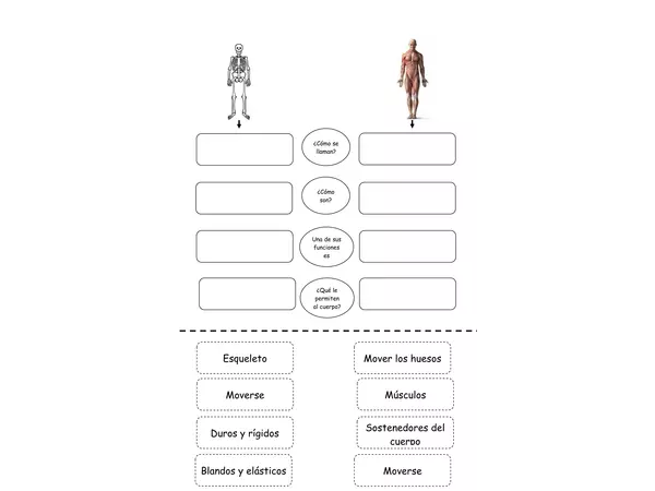 Ficha comparación esqueleto y músculos 