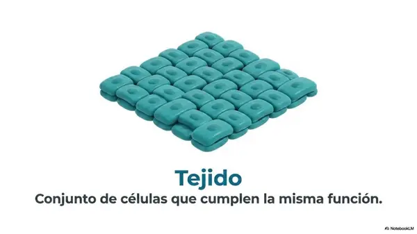 Niveles de Organización del Organismo | PPT Ciencias 5° Básico