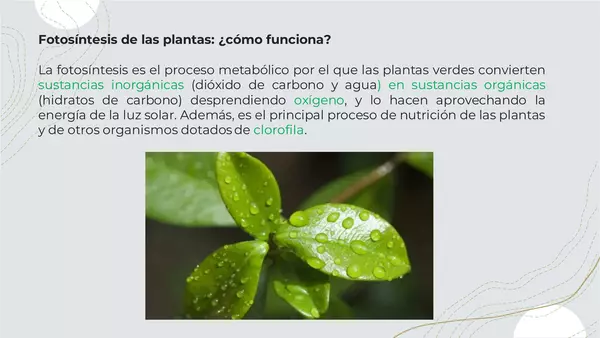 PowerPoint "La fotosíntesis"