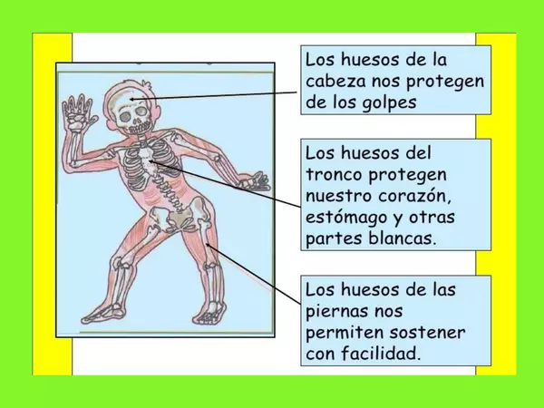 Esqueleto