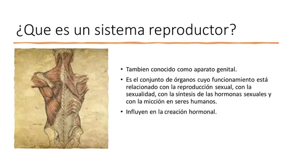 El sistema reproductor: Unidad de sexualidad