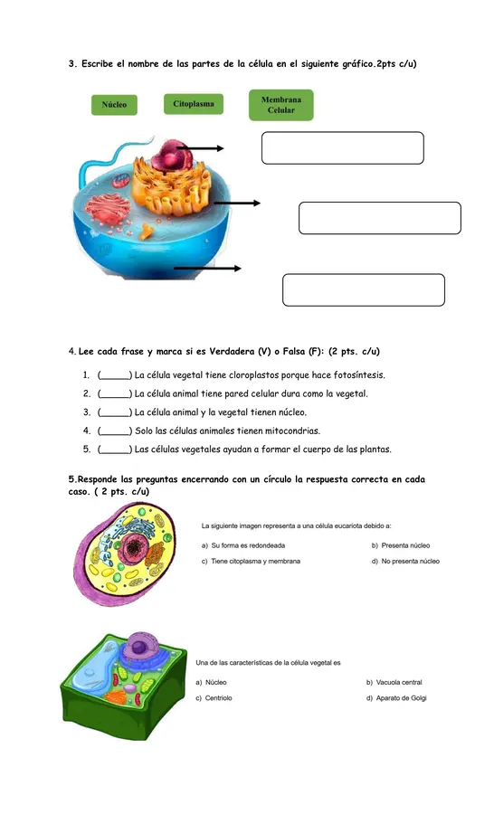 Evaluación de Ciencias " célula animal y célula vegetal"