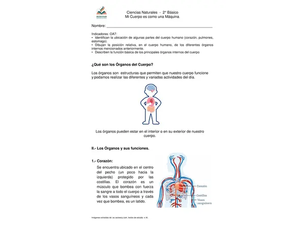 "Órganos del cuerpo Humano"  2° Básico