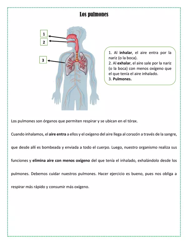 Órganos principales del cuerpo humano