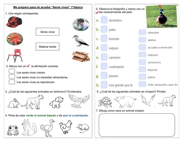 Guía "Me preparo para mi prueba Seres vivos y seres inertes" 1°año