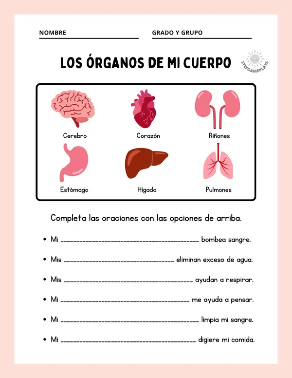 Los órganos de mi cuerpo