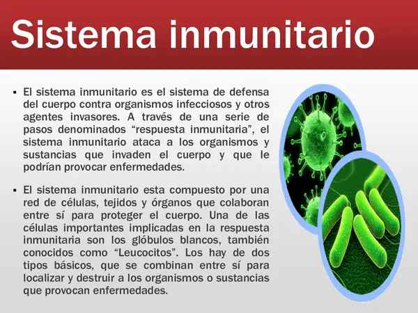 PPT - El sistema inmune 