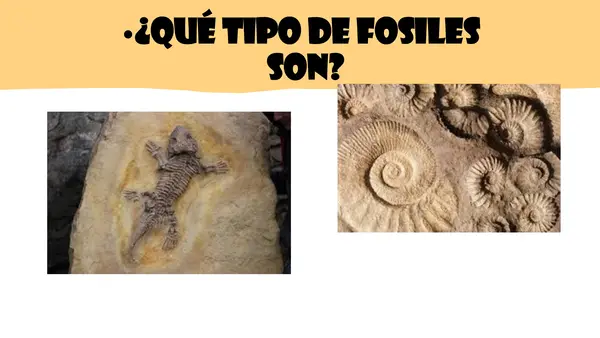 TIPOS DE FOSILES