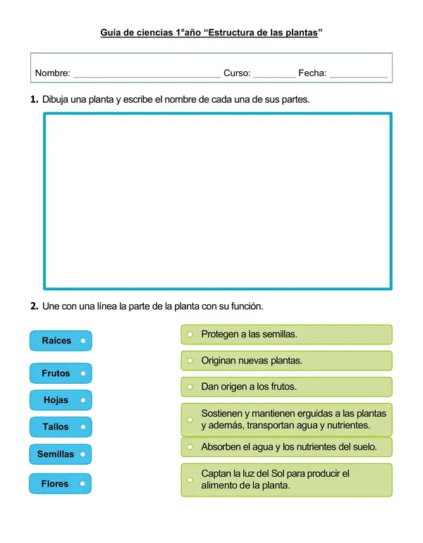 Guía de ciencias  1°año "Estructura de las plantas"