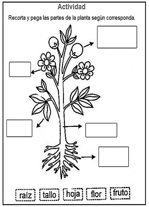 Las plantas y sus características 