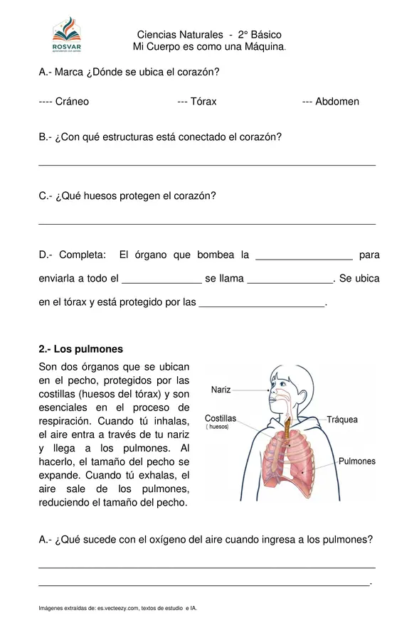 "Órganos del cuerpo Humano"  2° Básico