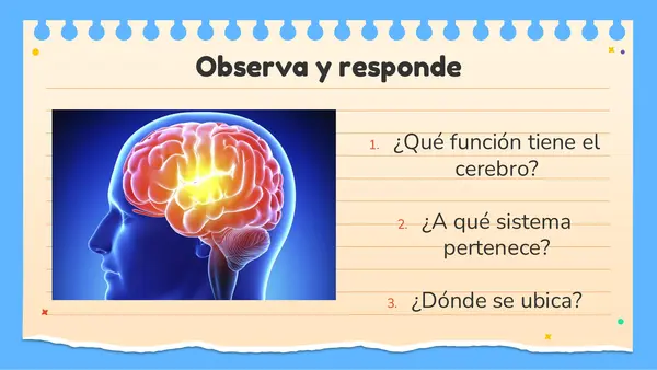 El cerebro