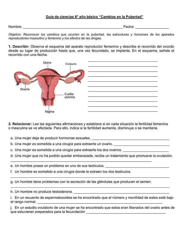 Guía de ciencias 6° año "Cambios en la pubertad".