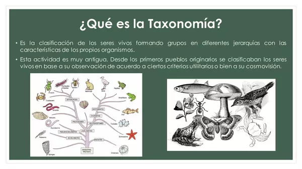 Taxonomía - Clasificación de los seres vivos