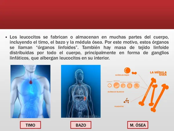 PPT - El sistema inmune 