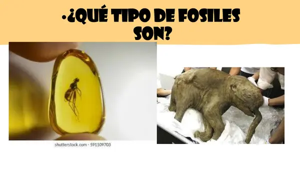 TIPOS DE FOSILES