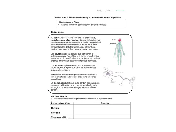 Guia de Ciencias Naturales para 4 Basico: Explicar funciones generales del Sistema nervioso