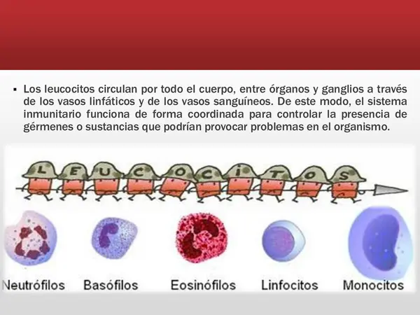 PPT - El sistema inmune 