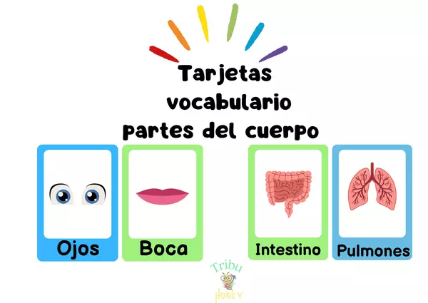 Vocabulario partes del cuerpo