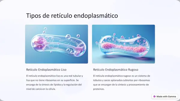 El retículo endoplasmático
