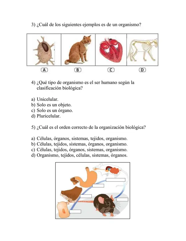 Prueba de ciencias naturales, organización celular, sistema digestivo, alimentación.
