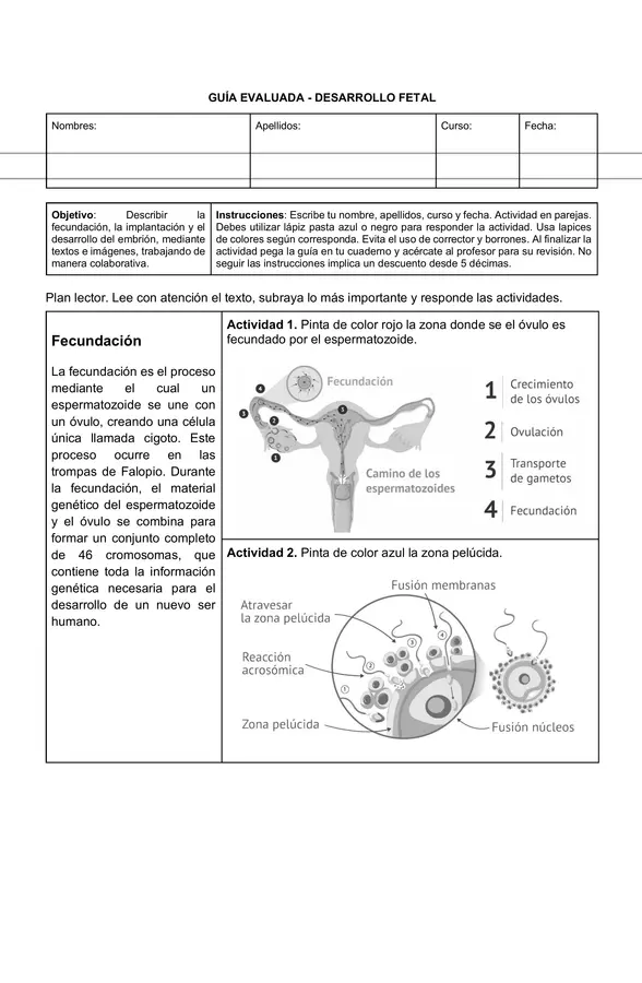 Guía Evaluada: Desarrollo Fetal, Fecundación e Implantación | Biología | 