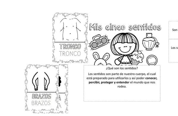 Mis organos y los cinco sentidos
