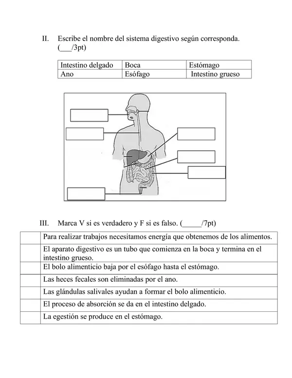 Prueba de ciencias naturales, organización celular, sistema digestivo, alimentación.