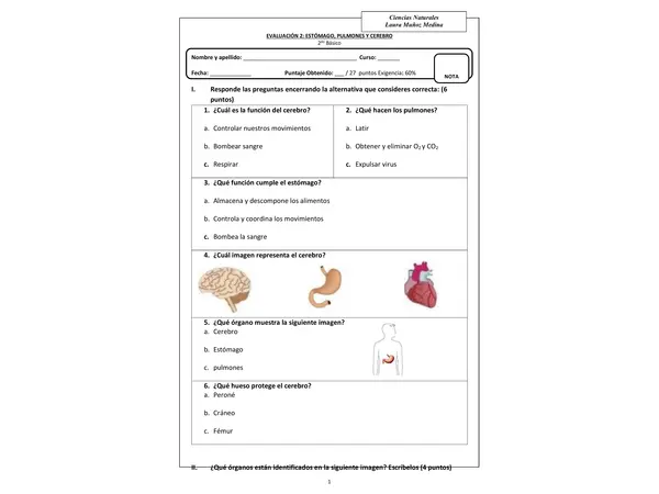 Evaluación Ciencias (estómago, cerebro, pulmones)