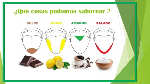 Clase de ciencia LOS SENTIDOS