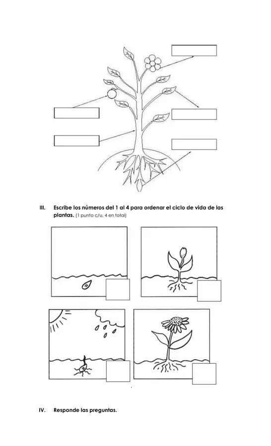 Evaluación ciencias "las plantas"