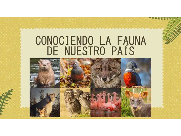 FAUNA CHILENA NT1 Y NT2