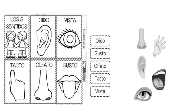 Mis organos y los cinco sentidos