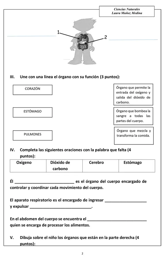 Evaluación Ciencias (estómago, cerebro, pulmones)