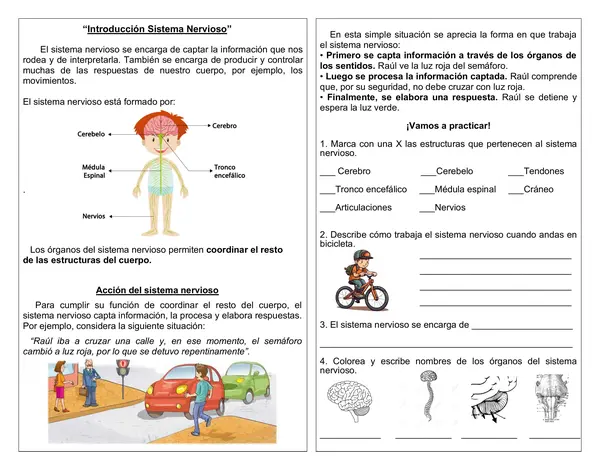 Guía "Introducción sistema nervioso" 4°año básico.