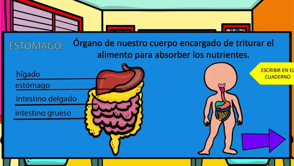 PPT órganos corazón pulmones y estómago.