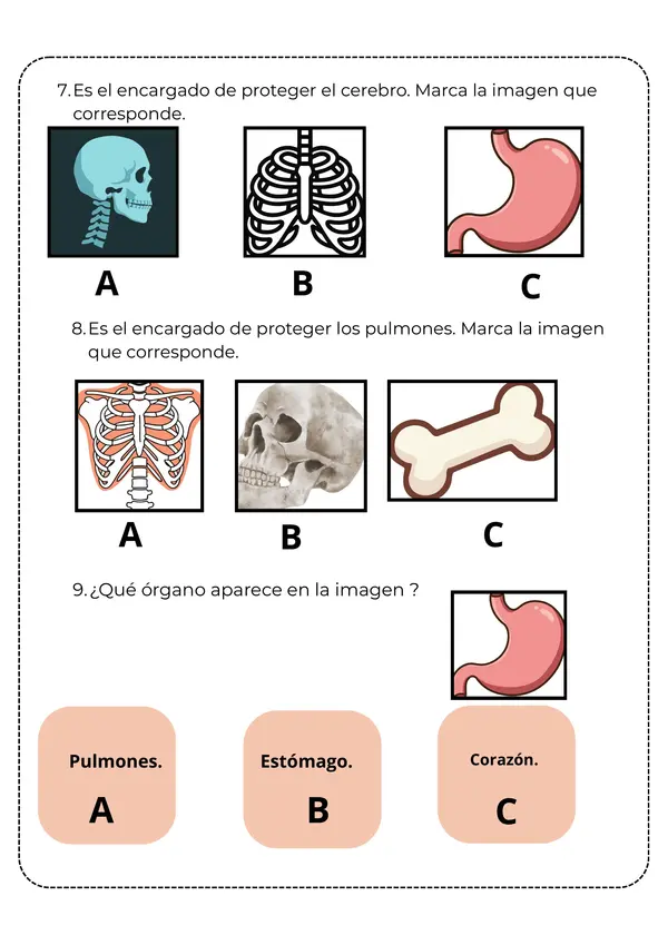 Prueba de Ciencias Naturales "Cuerpo humano y salud" segundo básico