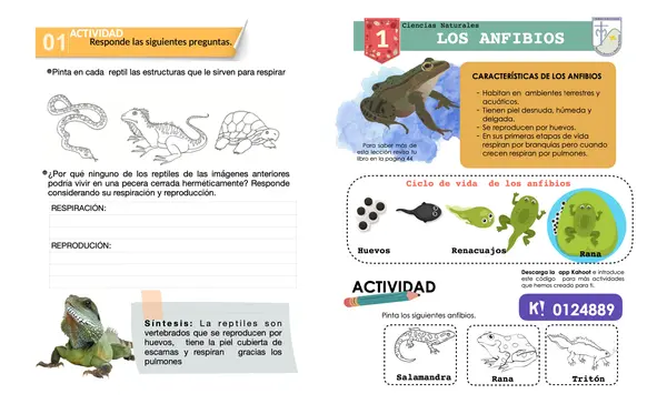 Vertebrados e invertebrados 