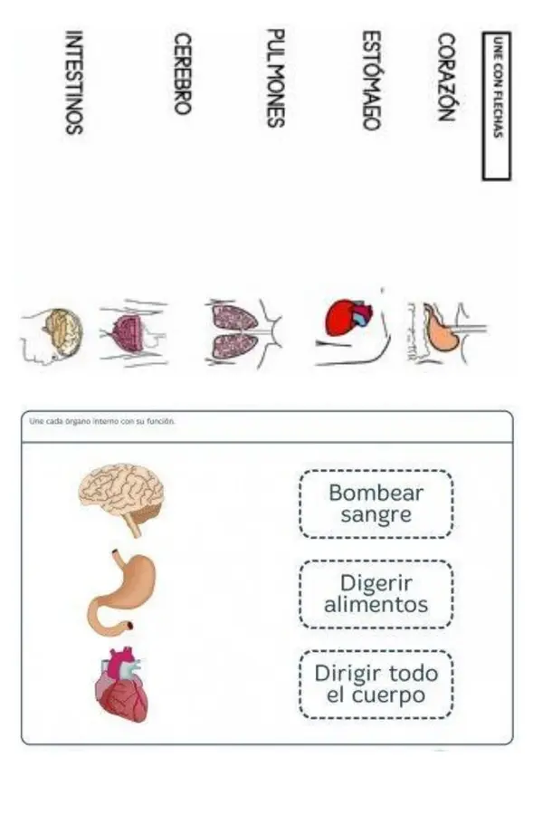 Actividades órganos del cuerpo humano