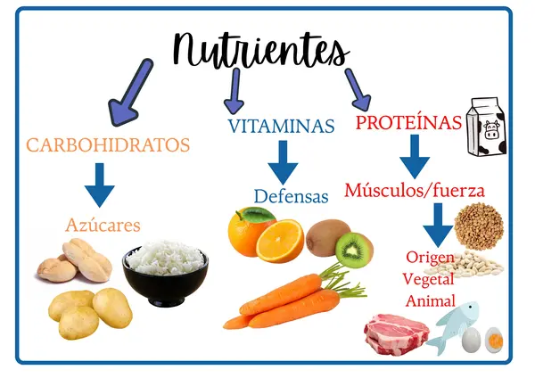 Resumen de Ciencias naturales Nutrientes
