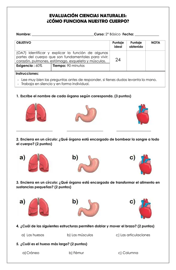 Prueba 2° ciencias - Órganos del cuerpo humano