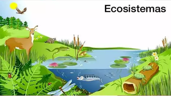 Ecosistemas cadena Trófica
