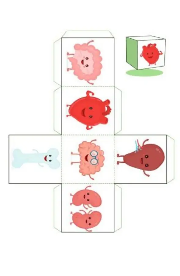 Actividades órganos del cuerpo humano