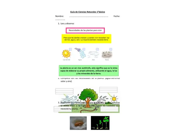 Las plantas 1°