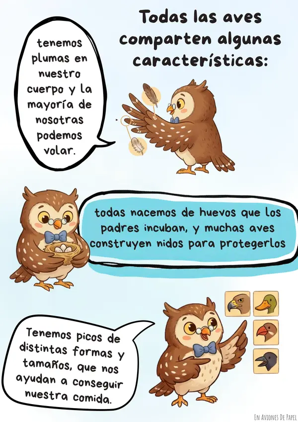 Ilustraciones coloreables Aves de Chile