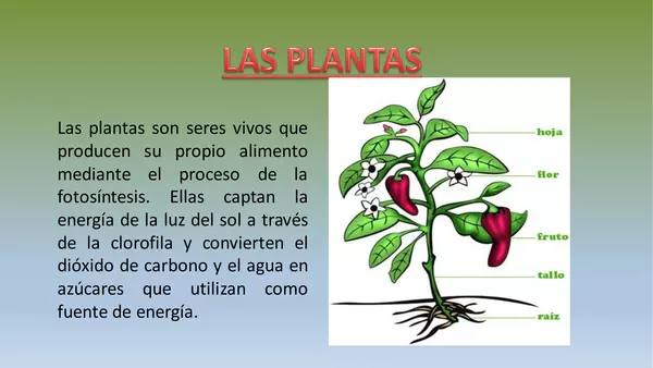 Presentacion Naturales, octavo, unidad 2, LA CELULA "PLANTAS"